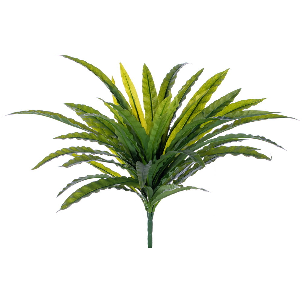 20" Green Asplenium Fern Bush FT UV