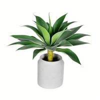 18" Potted Agave