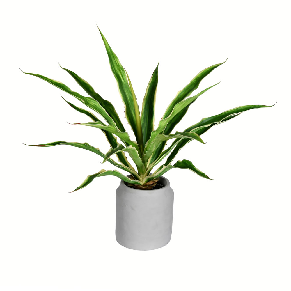 23" Potted Yucca Plant