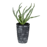 11" Green Gray Potted Haworthia