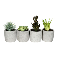 Vickerman Artificial Assorted Potted Artificial Succulents