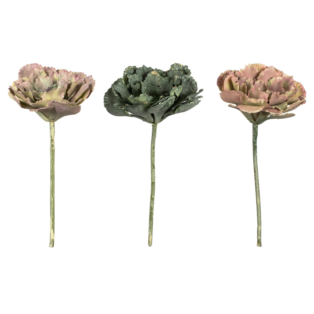 7.5" Assorted Echeveria Succulent 6/pk