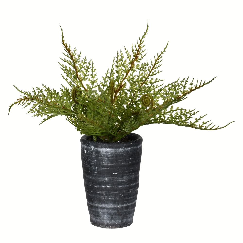 8.5" Green Potted Asparagus Fern