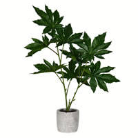 17" Green Potted Papaya