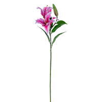 32" White/Fuchsia Stargazer Lily FT 2Bag