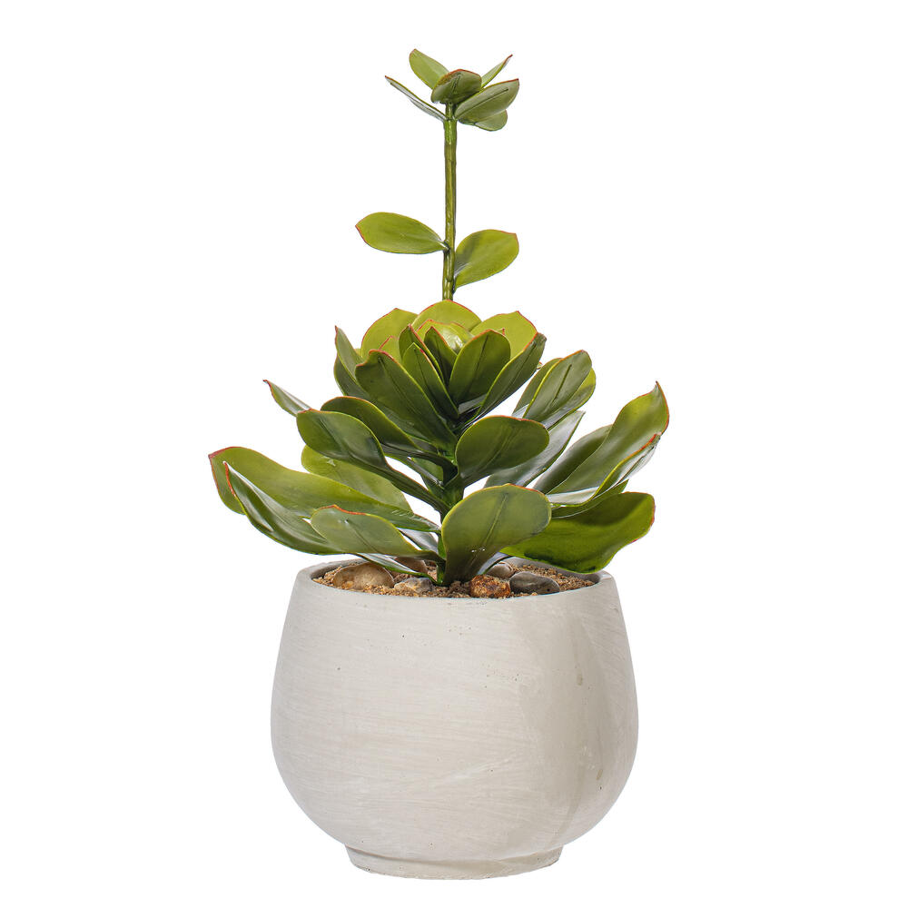 14.5" Lt Green Echeveria in Cement Pot