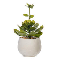 14.5" Lt Green Echeveria in Cement Pot