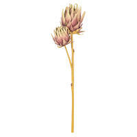 Vickerman 26" Protea Stem 2/Bag