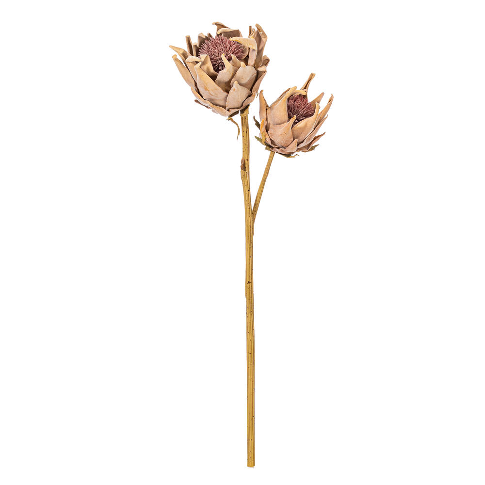 Vickerman 26" Protea Stem 2/Bag