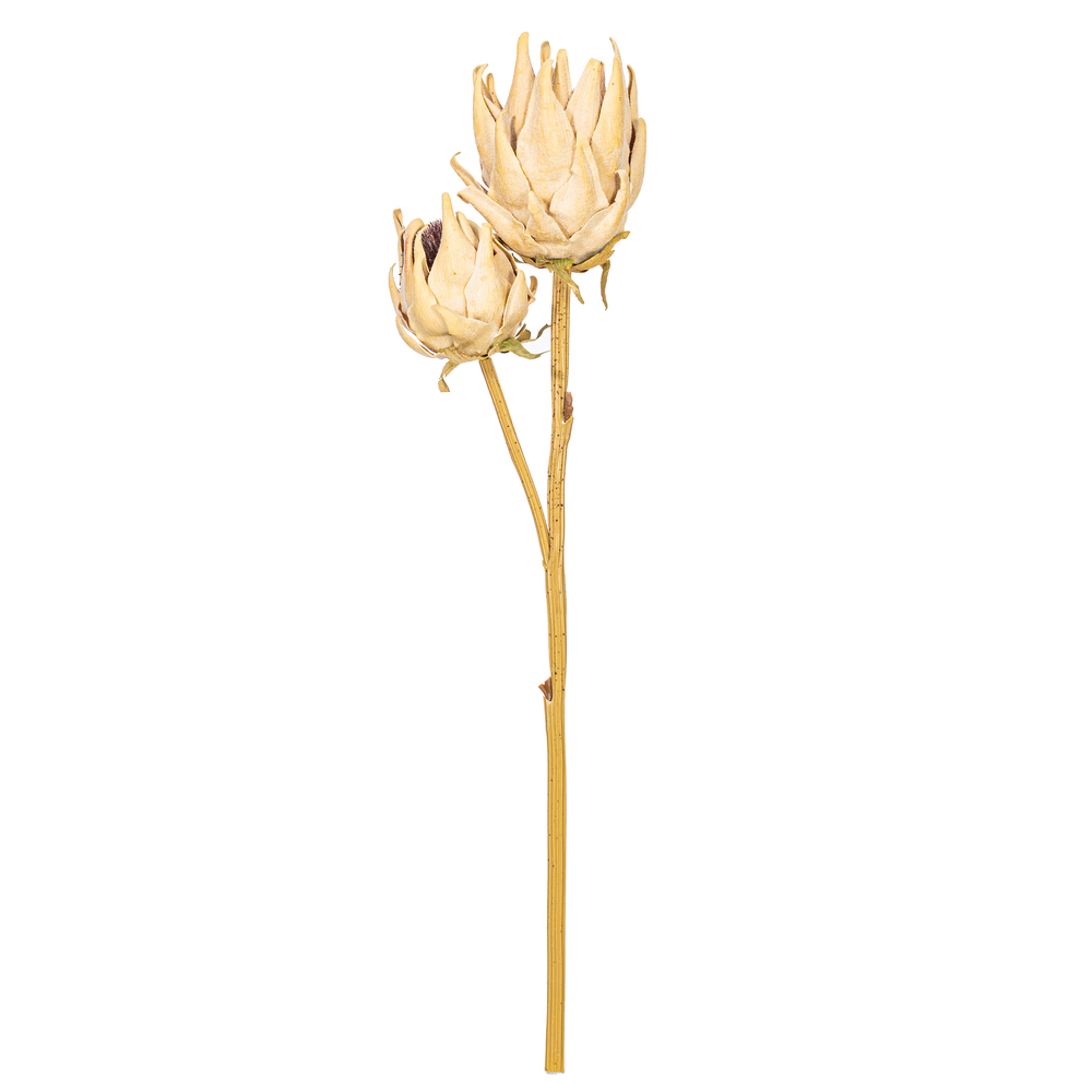 Vickerman 26" Protea Stem 2/Bag