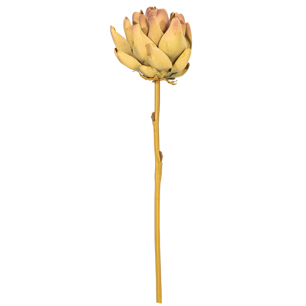 Vickerman 21.5" Protea Stem 2/Bag