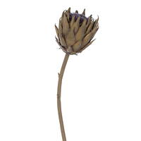 Vickerman 25" Protea Stem 2/Bag