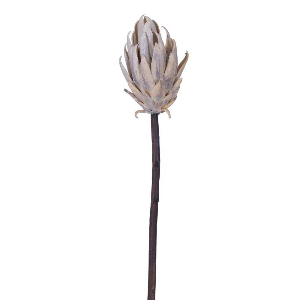 Vickerman 22" Protea Stem 2/Bag