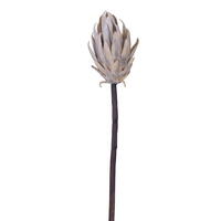 Vickerman 22" Protea Stem 2/Bag