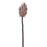 Vickerman 22" Protea Stem 2/Bag