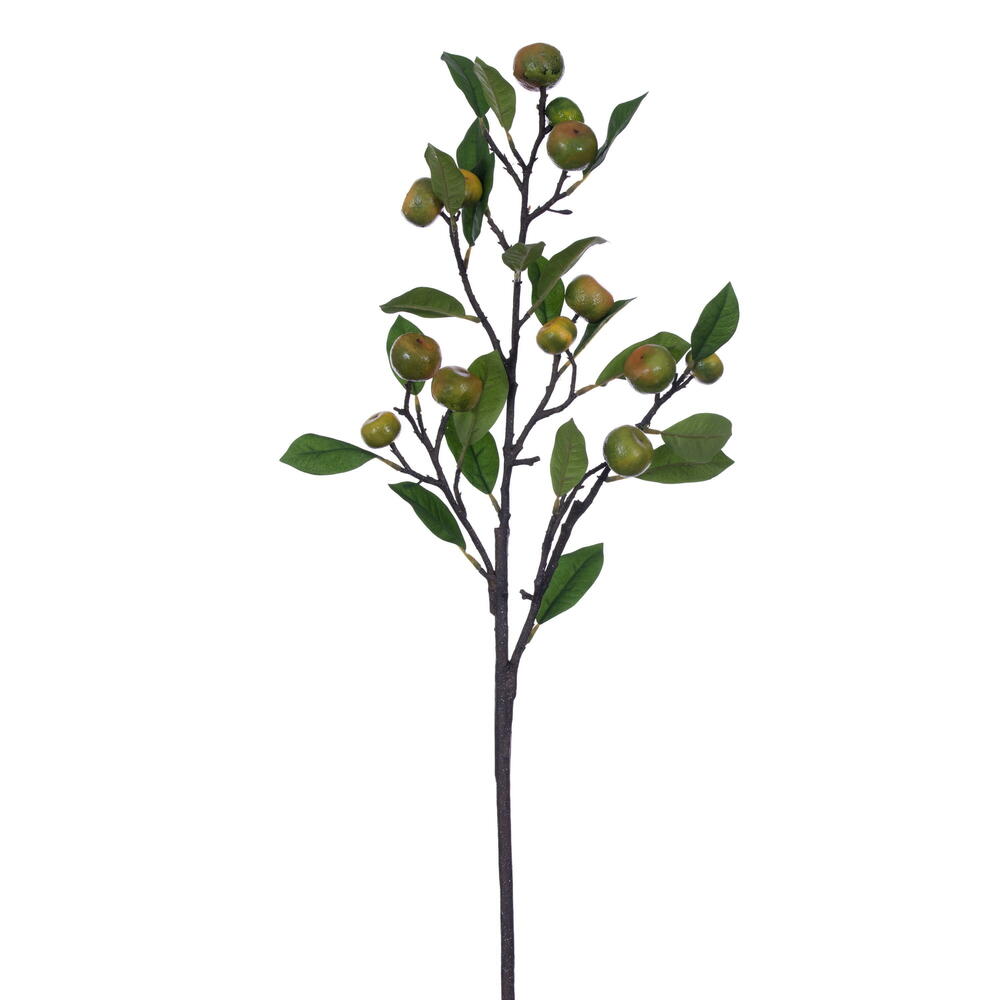 33" Calamondin Calamansi Fruit Leaf Brnh