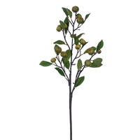 33" Calamondin Calamansi Fruit Leaf Brnh