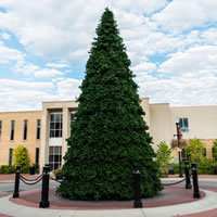 Vickerman Grand Teton Frame Artificial Christmas Tree