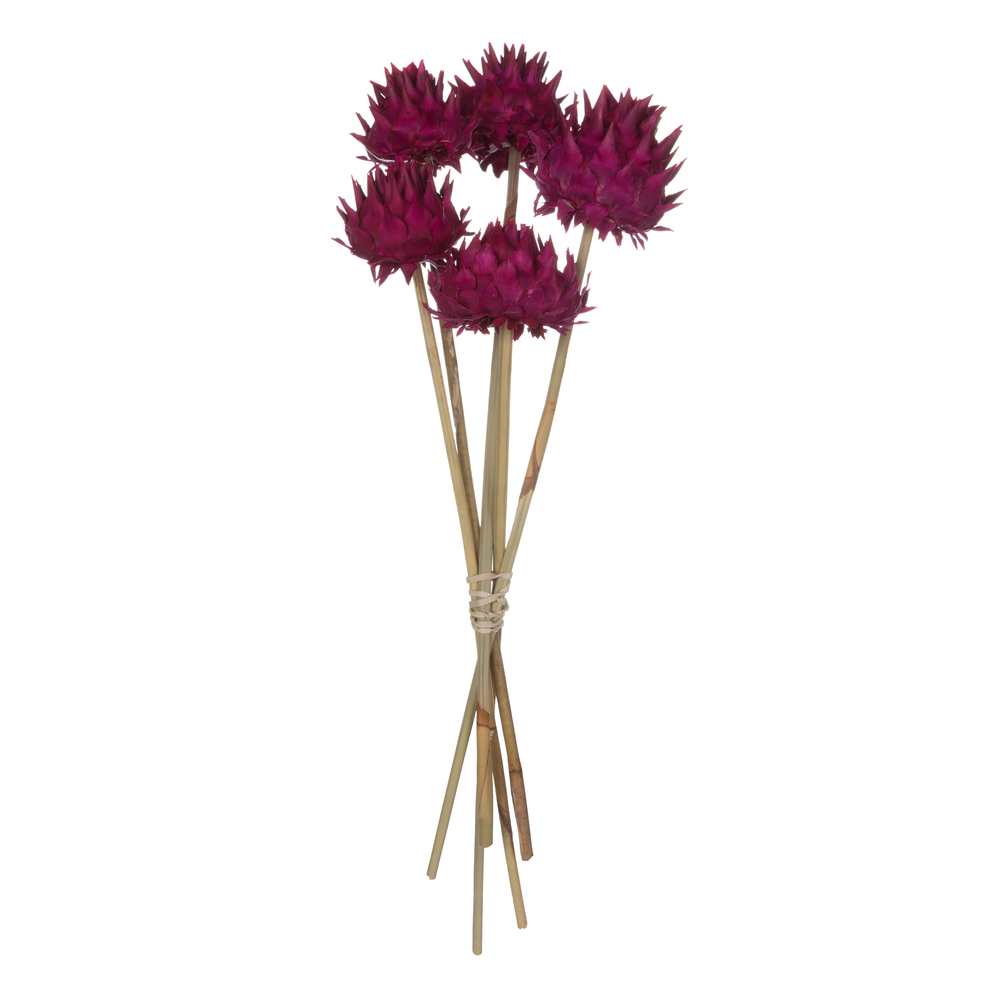 Vickerman Natural Dried Artichoke Head attached to a Reed Stem, Dried