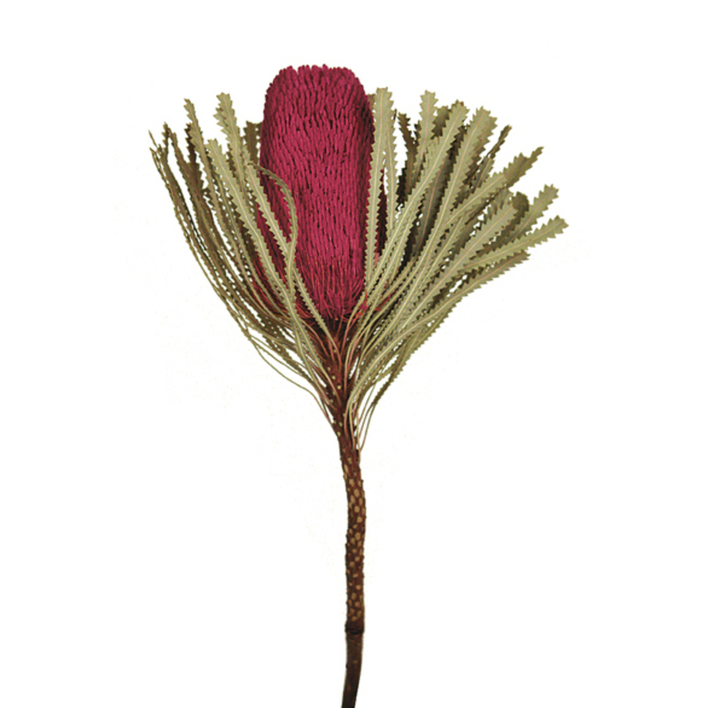 Vickerman 12" Natural Jumbo Banksia Flower with Stem, Dried 25 Pack
