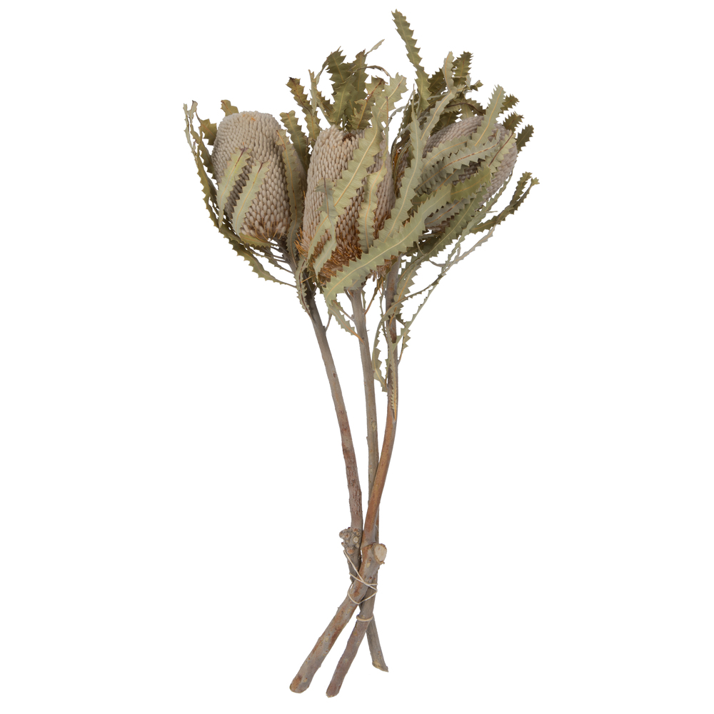Vickerman Banksia Menziesii, Dried