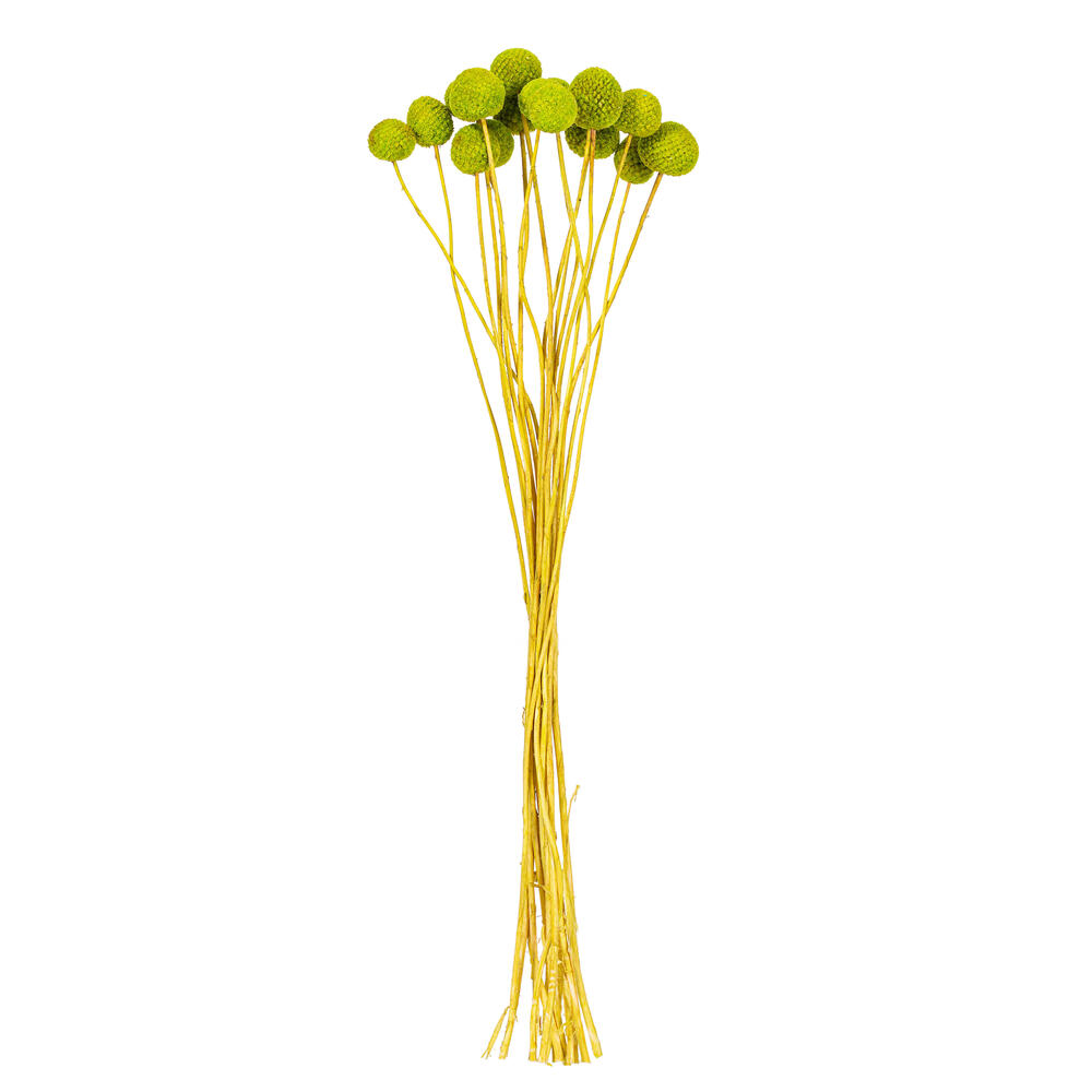 Vickerman 16-20" Natural Dried Craspedia Bunch 1.75 oz