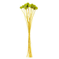 Vickerman 16-20" Natural Dried Craspedia Bunch 1.75 oz