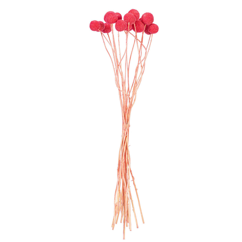 Vickerman 16-20" Natural Dried Craspedia Bunch 1.75 oz