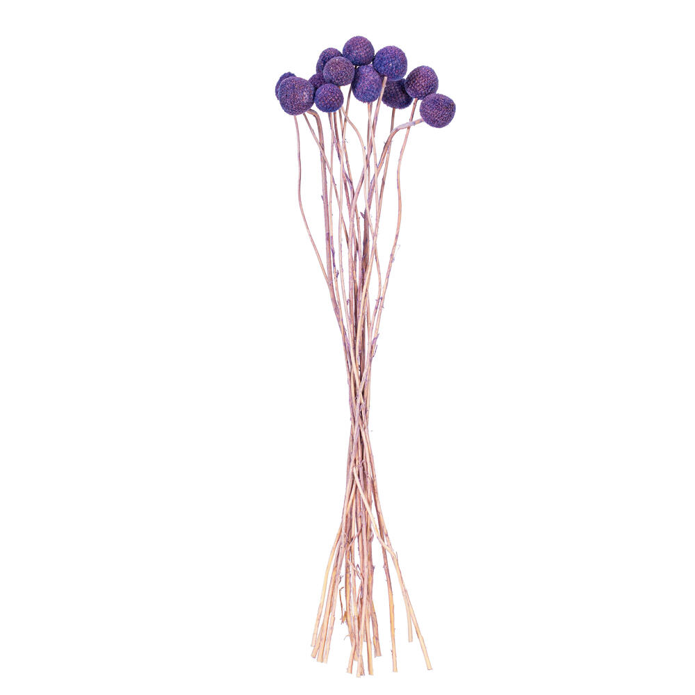 Vickerman 16-20" Natural Dried Craspedia Bunch 1.75 oz