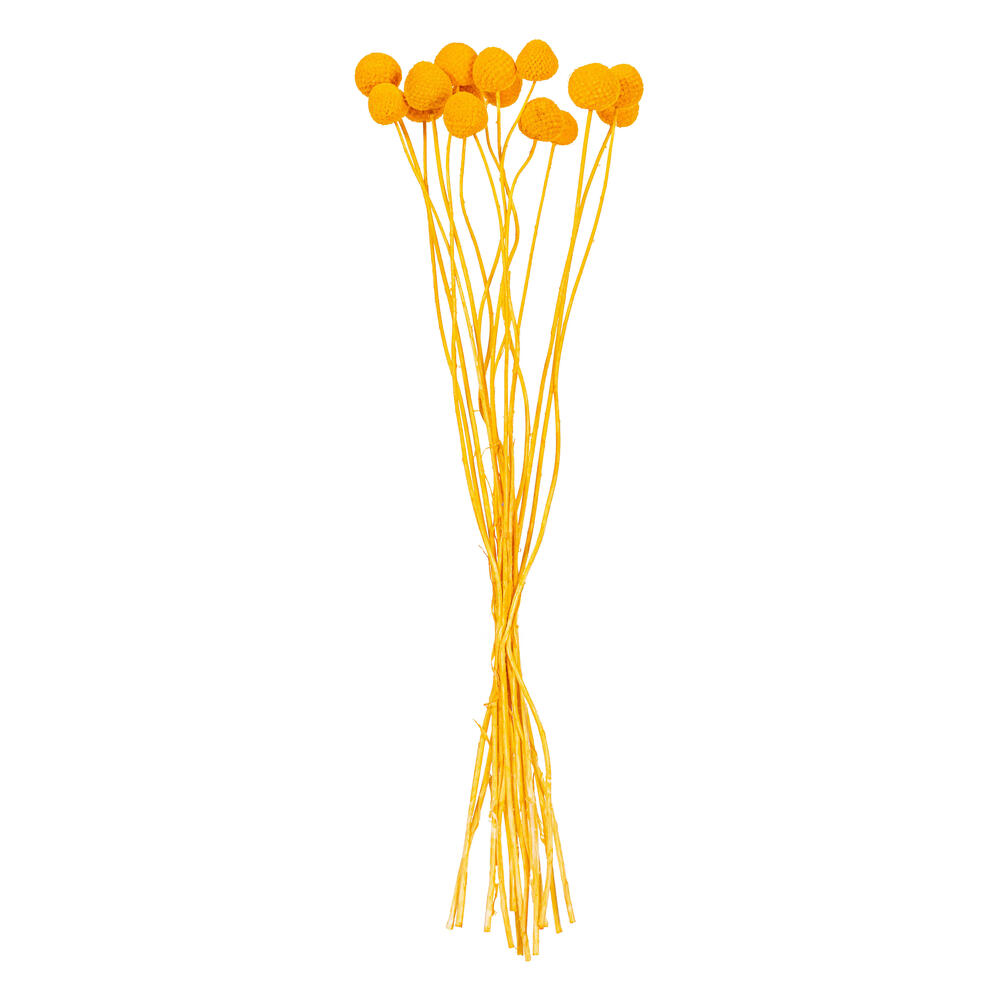 Vickerman 16-20" Natural Dried Craspedia Bunch 1.75 oz