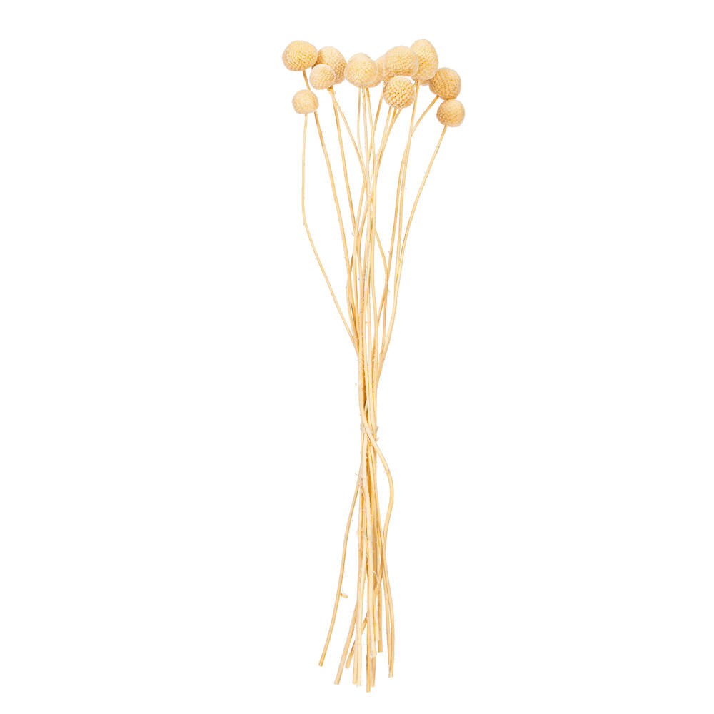 Vickerman 16-20" Natural Dried Craspedia Bunch 1.75 oz