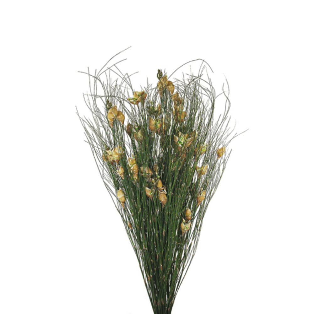 Vickerman 36"-40" Bell Grass with Seed Pods, Preserved