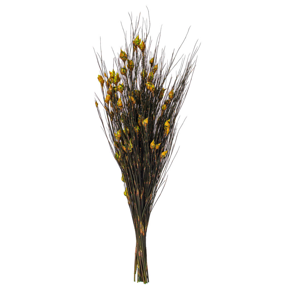 Vickerman 36"-40" Bell Grass with Seed Pods, Preserved