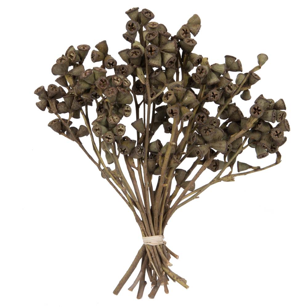 Vickerman Natural Botanicals 11" x 2-4" Conical Gum Branch, 20 stems per unit