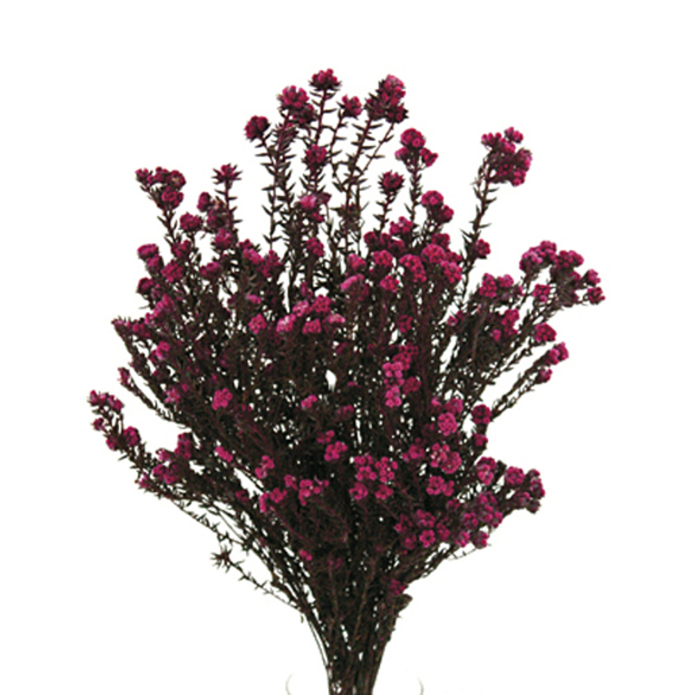 Vickerman Cotton Phylica Flower Bundle, Preserved 4oz