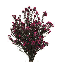 16-22" Erica Pink Cotton Phylica Bu 4oz