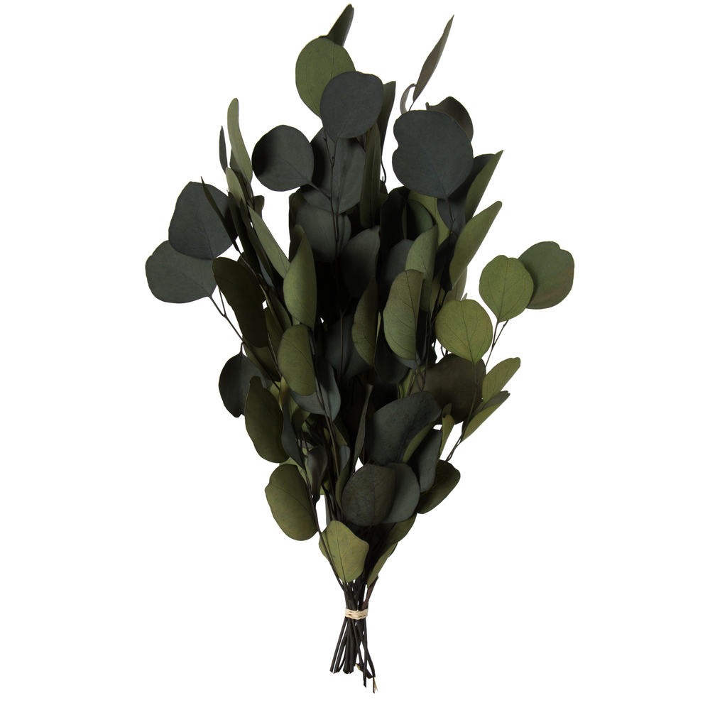 Vickerman Natural Botanicals 18-20" x 8" Eucalyptus Populus, 100 grams per unit