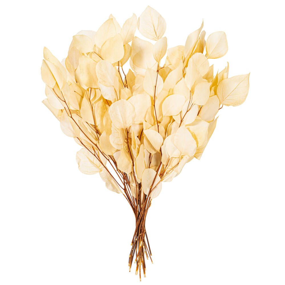 Vickerman Natural Botanicals 18-20" x 8" Eucalyptus Populus, 100 grams per unit