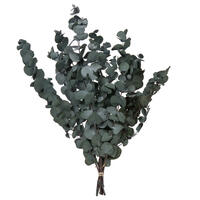 Vickerman Natural Botanicals 18-20" x 9" Eucalyptus Spiral, 100 grams per unit