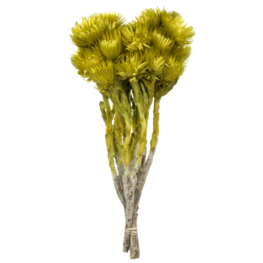 Vickerman 13-14" Natural Everlasting Flowers, Dried
