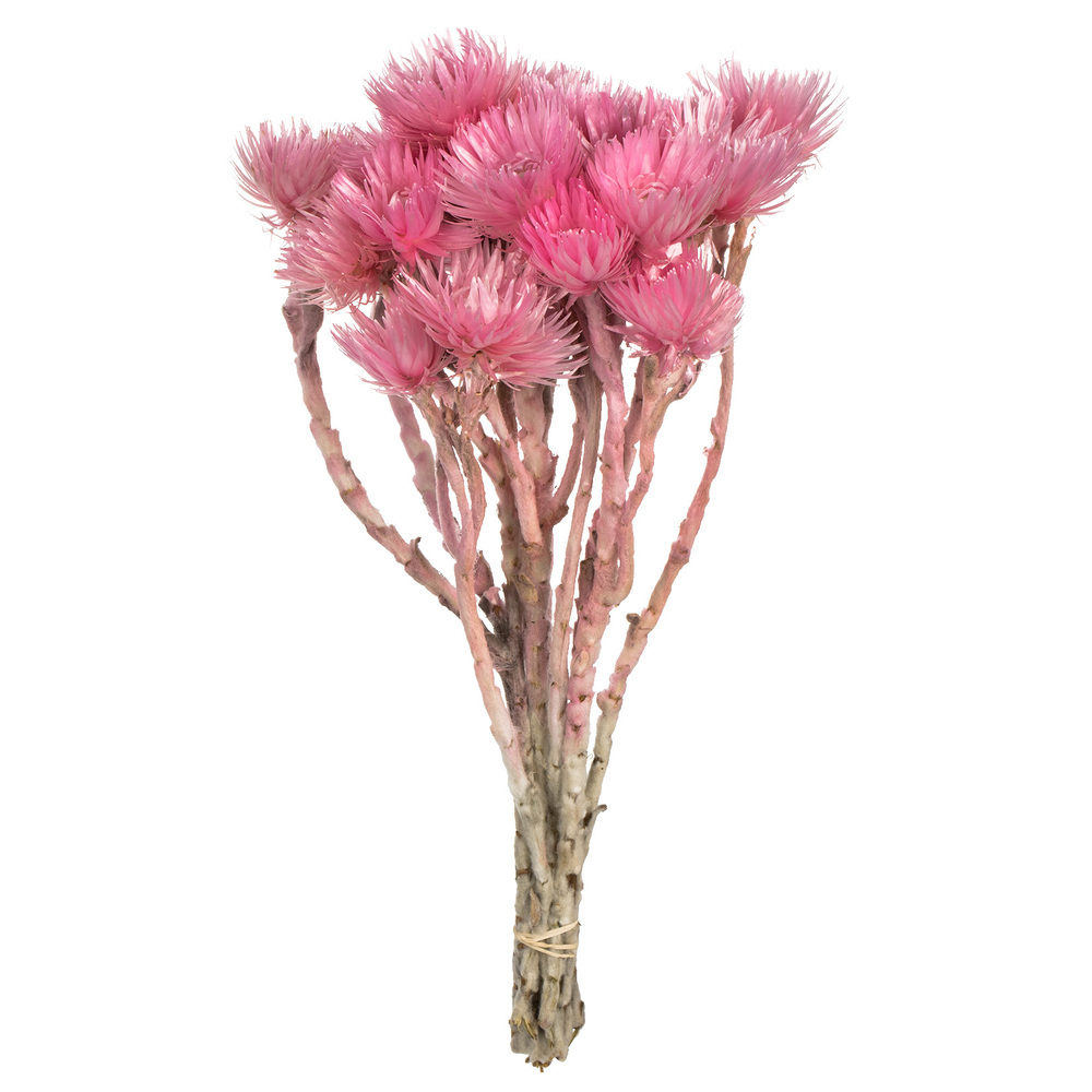 Vickerman 13-14" Natural Everlasting Flowers, Dried