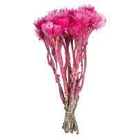 Vickerman 13-14" Natural Everlasting Flowers, Dried