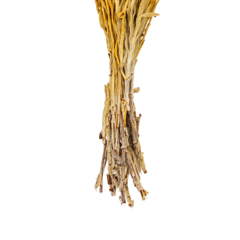 Everlasting Flower Stem