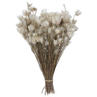 Everlasting Flower Stem