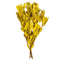 Vickerman 20-24" Natural Dried Mealy Banksia Foliage Bunch, 4.4 oz. 