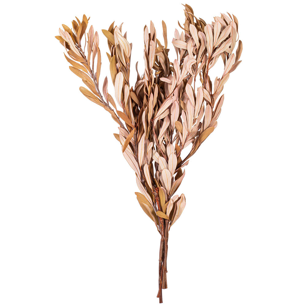 Vickerman 20-24" Natural Dried Mealy Banksia Foliage Bunch, 4.4 oz. 