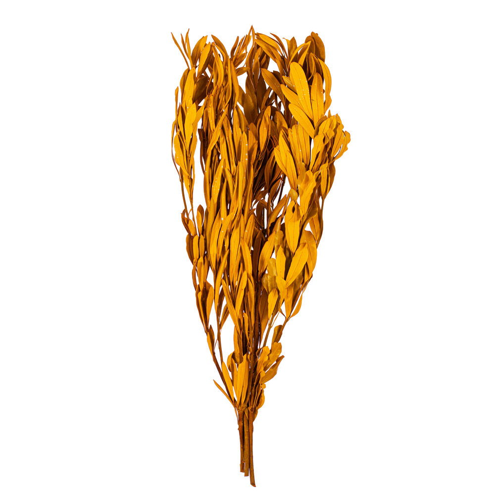 Vickerman 20-24" Natural Dried Mealy Banksia Foliage Bunch, 4.4 oz. 