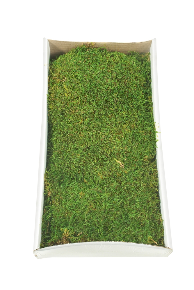 Vickerman Sheet Moss, 8oz Preserved