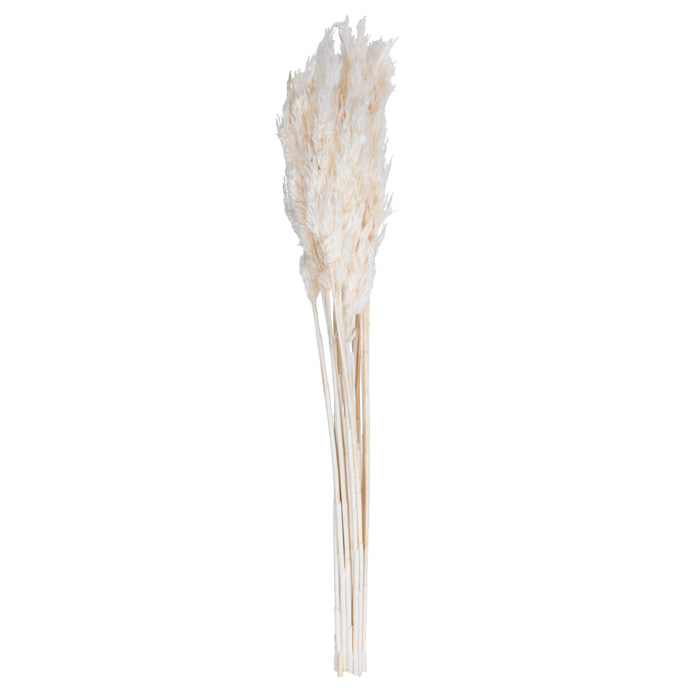 Vickerman 36"-40" Plume Reed Bundle, Preserved