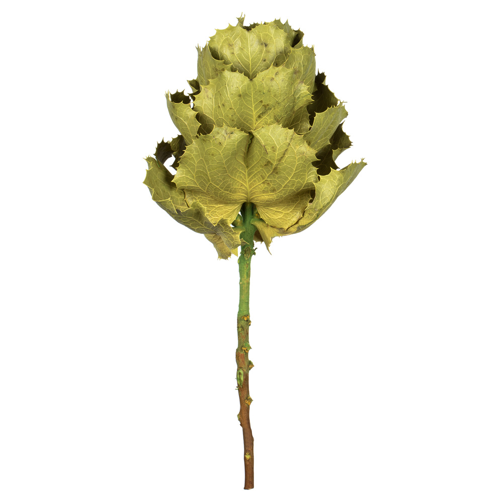 Vickerman 8" Queen Flower Stem, Dried